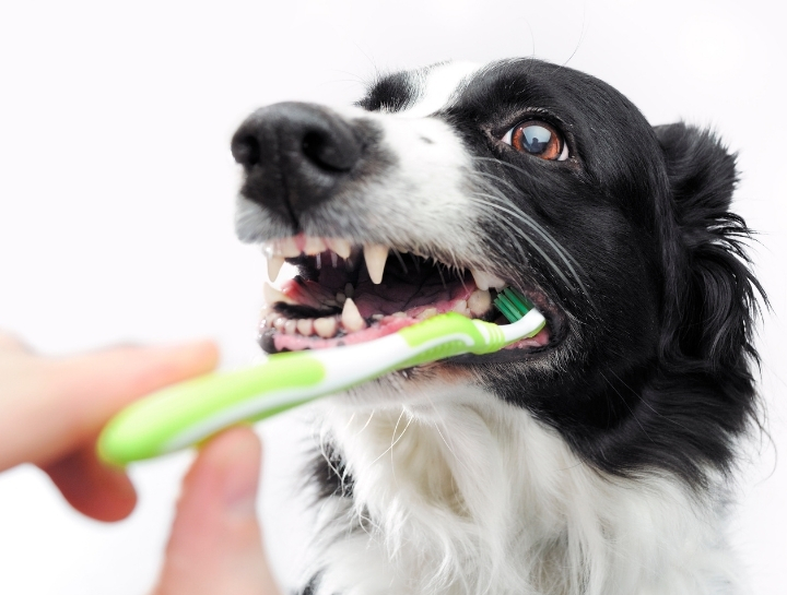 Bethel Pet Dentists